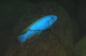 Labeotropheus trewavasae 'Namalenje Island'